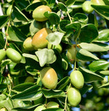 Rich Leave-In Conditioner